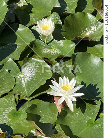 蓮の花 蓮の花 116166014