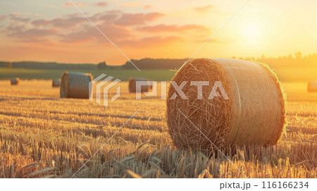 Hay bales at farm on golden agriculture field, wheat haystacks in summer. Rural scenery, landscape of straw stacks, yellow rolls at sunset. Concept of pasture and prairie 116166234