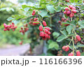 散歩道にたくさんのブラックベリーの実 116166396