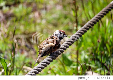 ロープで休憩するスズメ ロープで休憩するスズメ 116166513