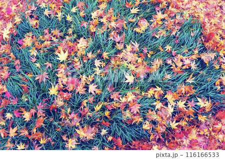 紅葉の落ち葉 紅葉の落ち葉 116166533