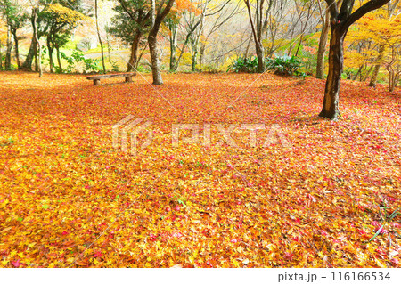 落ち葉の絨毯 116166534