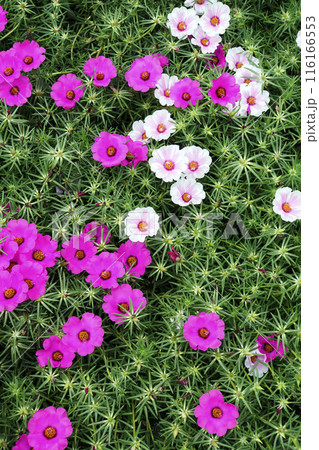 9月に咲いたピンクと白色のマツバボタンの花 116166553