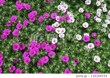 9月に咲いたピンクと白色のマツバボタンの花 9月に咲いたピンクと白色のマツバボタンの花 116166554