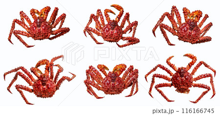 Set of six king Alaskian crab isolated on a white background, top view Set of six king Alaskian crab isolated on a white background, top view 116166745