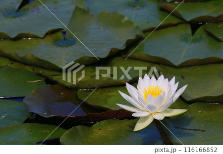 水連池、一輪の白いスイレンの花 116166852