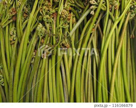 収穫したワラビの背景素材 116166879