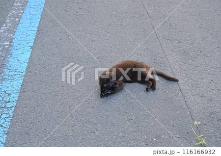 道端で横になる黒猫 道端で横になる黒猫 116166932