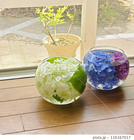 紫陽花で涼を楽しむ 紫陽花で涼を楽しむ 116167017
