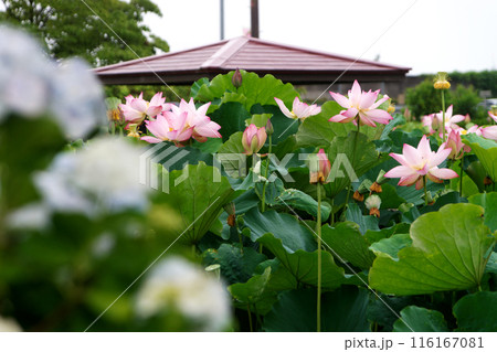 花開くハス 116167081