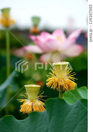 花開くハス 116167083