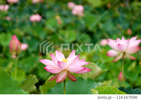 花開くハス 116167090