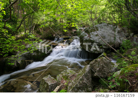 泉源渓谷 116167159