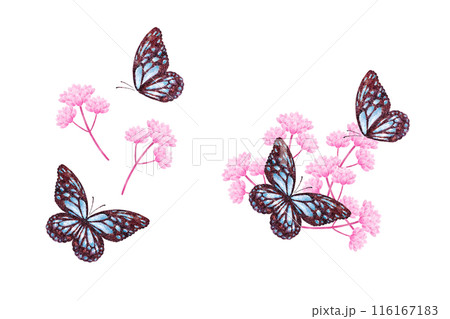 フジバカマと蝶々 フジバカマと蝶々 116167183