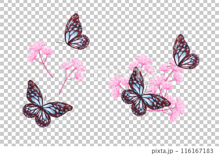 フジバカマと蝶々 フジバカマと蝶々 116167183