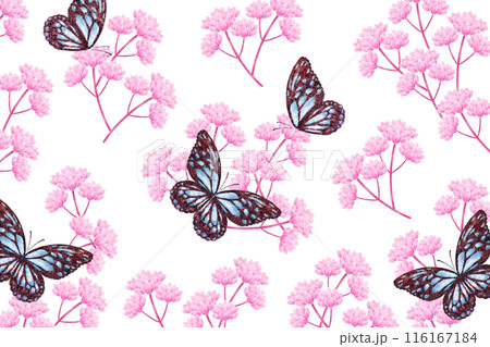 フジバカマと蝶々 116167184