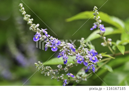 ニンジンボクの花 116167185