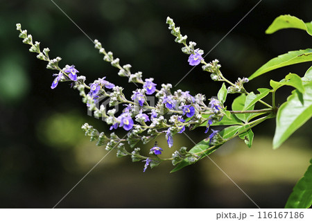 ニンジンボクの花 116167186