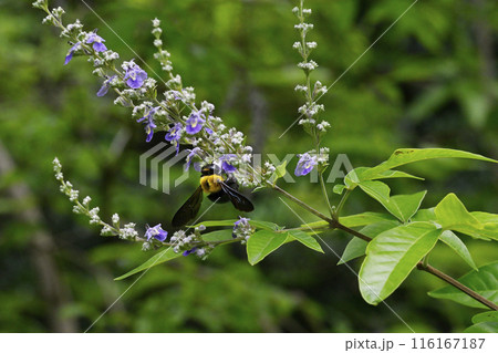 ニンジンボクの花とハチ 116167187