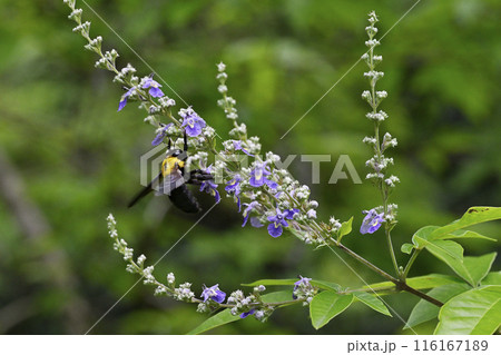 ニンジンボクの花とハチ ニンジンボクの花とハチ 116167189
