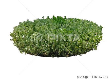 Variegated Zigzag Plant or Variegated Devil's Backbone 116167285