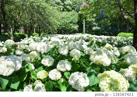 相模原北公園の紫陽花 116167421