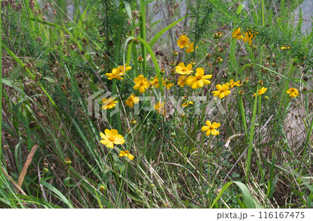 野生化したオオキンケイギク 116167475