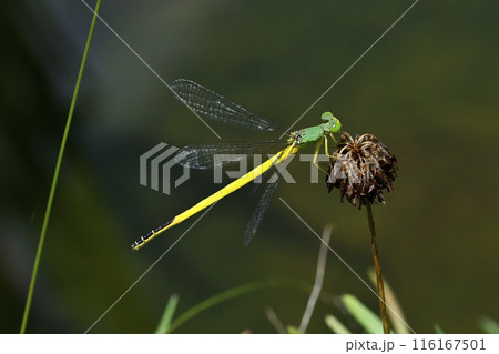 キイトトンボ 116167501
