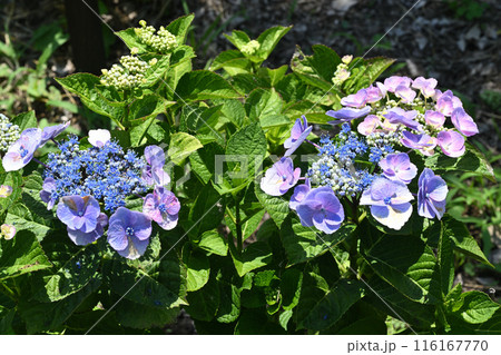 ミーケ・アジサイ 116167770