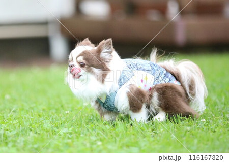 早朝の庭で遊ぶ元気でかわいいチワワ 早朝の庭で遊ぶ元気でかわいいチワワ 116167820