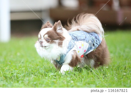 早朝の庭で遊ぶ元気でかわいいチワワ 早朝の庭で遊ぶ元気でかわいいチワワ 116167821