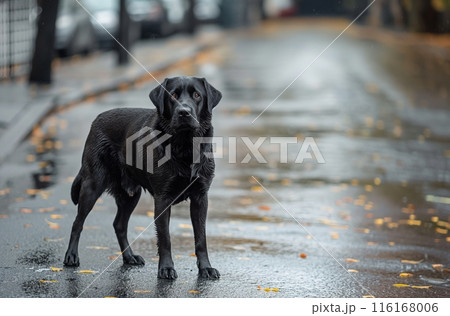 Labrador dog standing alone in rain 116168006
