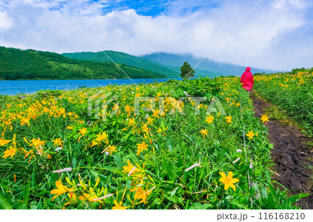 キスゲの花が咲き誇る湖 キスゲの花が咲き誇る湖 116168210