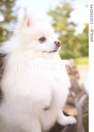 ポメラニアン 116168244