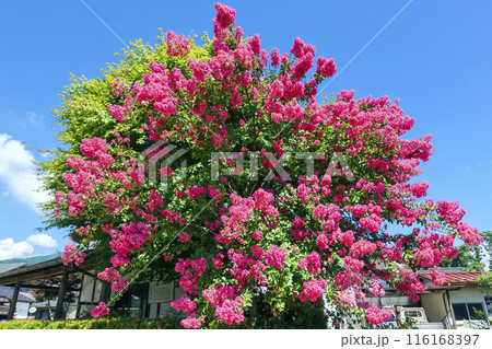 満開の百日紅 116168397