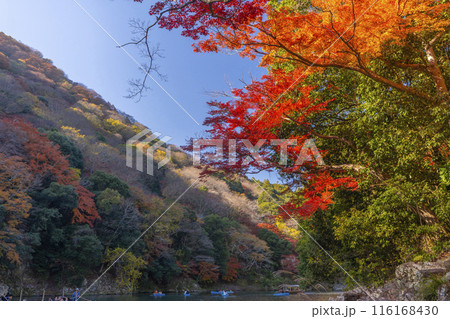 京都嵐山　紅葉　桂川周辺 116168430
