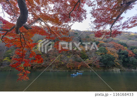 京都嵐山 紅葉 桂川周辺 嵐峡 京都嵐山 紅葉 桂川周辺 嵐峡 116168433