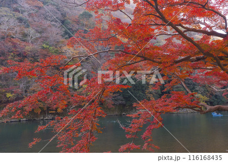 京都嵐山 紅葉 桂川周辺 嵐峡 京都嵐山 紅葉 桂川周辺 嵐峡 116168435