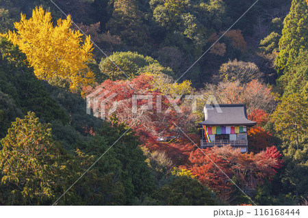 嵐山　大悲閣千光寺　紅葉 116168444