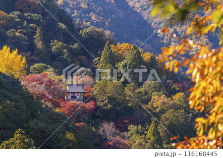 嵐山　大悲閣千光寺　紅葉 116168445