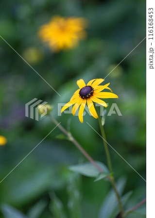 夏の花　黄色いルドベキアの花 116168453