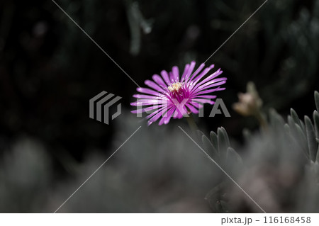 木陰のマツバギクの花 116168458