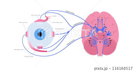 Motor nerves of the eye 116168517