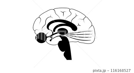 Optic nerve anatomy 116168527