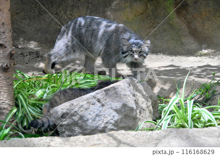 神戸どうぶつ王国『マヌルネコ』の母親 神戸どうぶつ王国『マヌルネコ』の母親 116168629