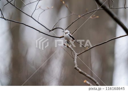 木の枝にとまって餌を探しているシマエナガ 木の枝にとまって餌を探しているシマエナガ 116168645