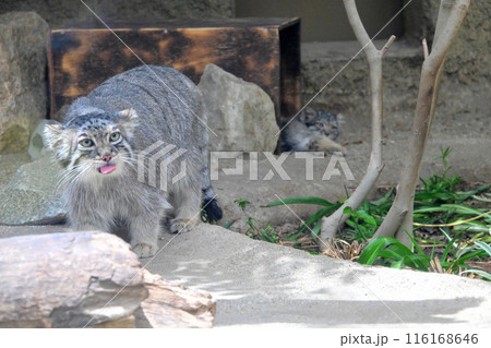 神戸どうぶつ王国『マヌルネコ』の子供たち 神戸どうぶつ王国『マヌルネコ』の子供たち 116168646