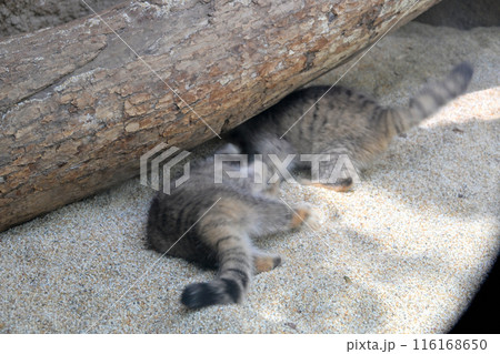 神戸どうぶつ王国『マヌルネコ』の子供たち 神戸どうぶつ王国『マヌルネコ』の子供たち 116168650