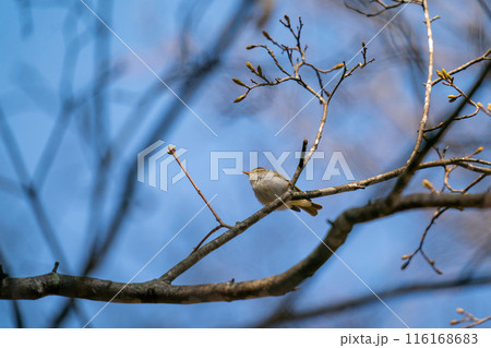 木の枝にとまってあたりの様子を伺っているセンダイムシクイ 116168683