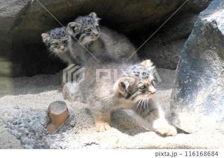 神戸どうぶつ王国『マヌルネコ』の子供たち 116168684